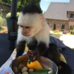 monos capuchinos bebes en venta en Miami Fl