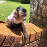 precio-de-un-mono-capuchino-bebe